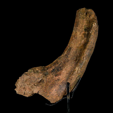 9" Triceratops Fossil Rib End Bone Hell Creek FM Cretaceous Dinosaur MT COA Stand - Fossil Age Minerals
