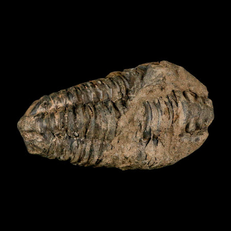 3.1" Flexicalymene Trilobite Fossil Ordovician Age Tazzarine Region Morocco COA