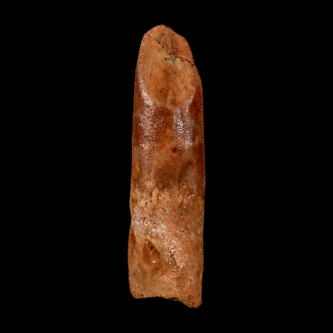 1.5" Rebbachisaurus Sauropod Fossil Tooth Early Cretaceous Dinosaur COA Display - Fossil Age Minerals