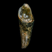 1.9" Extinct Cave Bear Ursus Spelaeus Incisor Tooth Rooted Pleistocene Age COA, Stand