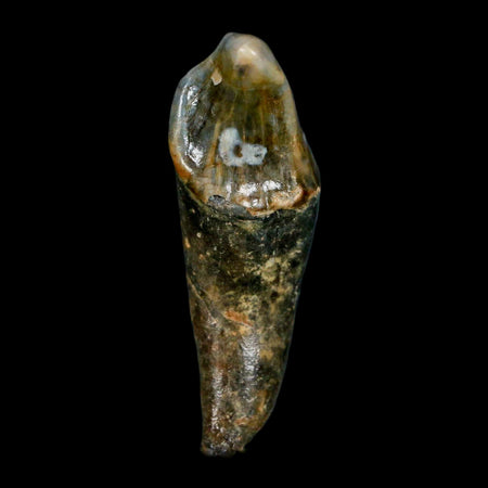 1.9" Extinct Cave Bear Ursus Spelaeus Incisor Tooth Rooted Pleistocene Age COA, Stand