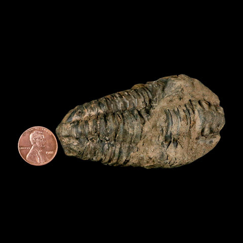 3.1" Flexicalymene Trilobite Fossil Ordovician Age Tazzarine Region Morocco COA - Fossil Age Minerals