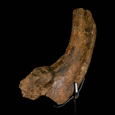 9" Triceratops Fossil Rib End Bone Hell Creek FM Cretaceous Dinosaur MT COA Stand - Fossil Age Minerals