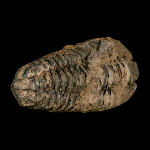 3.1" Flexicalymene Trilobite Fossil Ordovician Age Tazzarine Region Morocco COA - Fossil Age Minerals