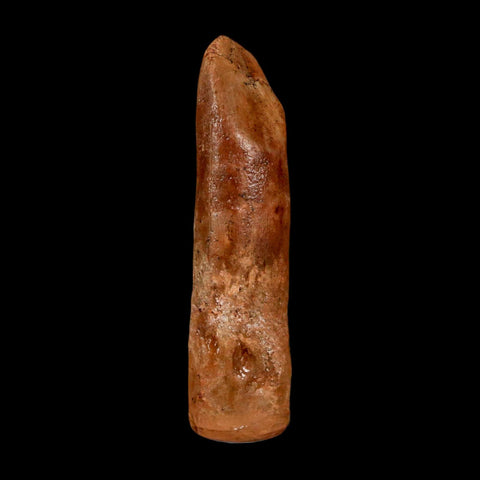 1.5" Rebbachisaurus Sauropod Fossil Tooth Early Cretaceous Dinosaur COA Display - Fossil Age Minerals