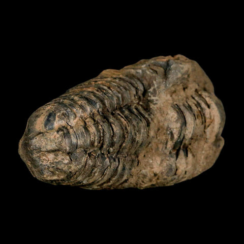 3.1" Flexicalymene Trilobite Fossil Ordovician Age Tazzarine Region Morocco COA - Fossil Age Minerals