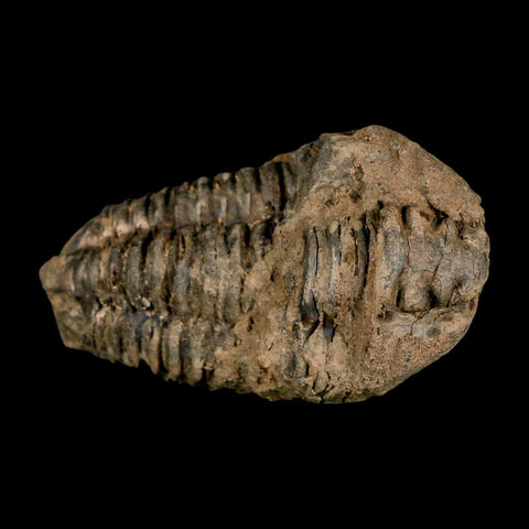 3.1" Flexicalymene Trilobite Fossil Ordovician Age Tazzarine Region Morocco COA - Fossil Age Minerals