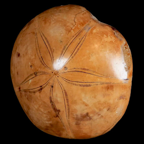 XL 92MM Pygurus Marmonti Sea Urchin Fossil Sand Dollar Jurassic Age Madagascar - Fossil Age Minerals