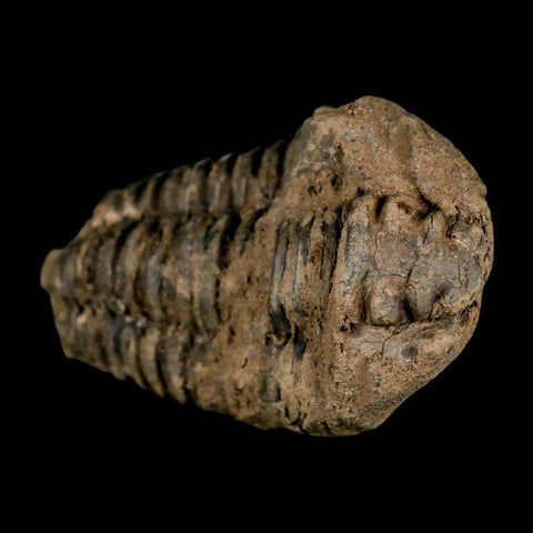 3.1" Flexicalymene Trilobite Fossil Ordovician Age Tazzarine Region Morocco COA - Fossil Age Minerals