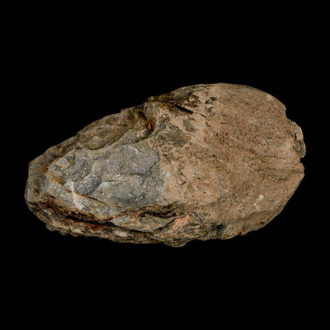 3.1" Flexicalymene Trilobite Fossil Ordovician Age Tazzarine Region Morocco COA - Fossil Age Minerals