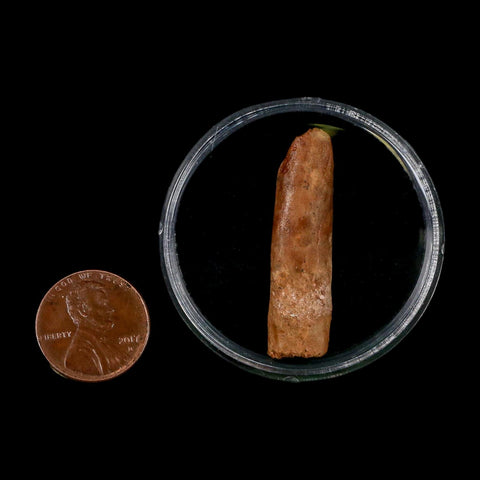 1.5" Rebbachisaurus Sauropod Fossil Tooth Early Cretaceous Dinosaur COA Display - Fossil Age Minerals