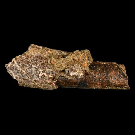 3" Struthiomimus Fossil Limb Bone Lance Creek FM WY Cretaceous Dinosaur Age