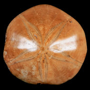 XL 79MM Pygurus Marmonti Sea Urchin Fossil Sand Dollar Jurassic Age Madagascar