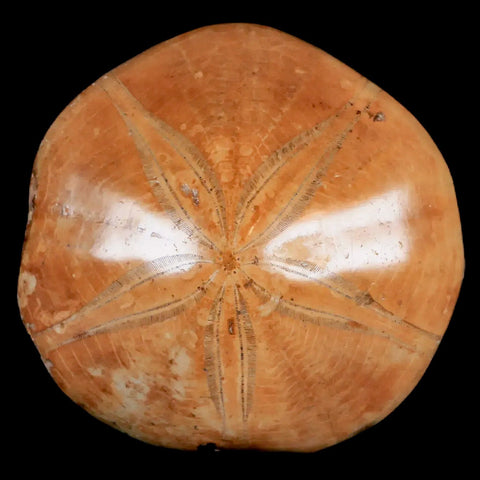 XL 79MM Pygurus Marmonti Sea Urchin Fossil Sand Dollar Jurassic Age Madagascar - Fossil Age Minerals