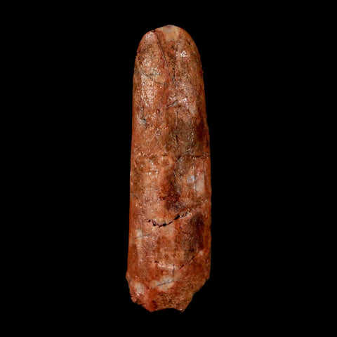 1.5" Rebbachisaurus Sauropod Fossil Tooth Early Cretaceous Dinosaur COA Display - Fossil Age Minerals