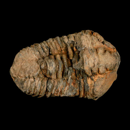 3.2" Flexicalymene Trilobite Fossil Ordovician Age Tazzarine Region Morocco COA