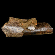 3" Struthiomimus Fossil Limb Bone Lance Creek FM WY Cretaceous Dinosaur Age