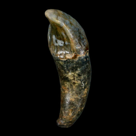 1.9" Extinct Cave Bear Ursus Spelaeus Incisor Tooth Rooted Pleistocene Age COA, Stand