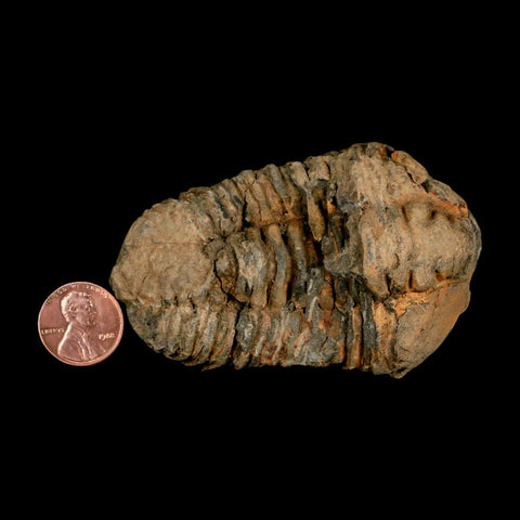 3.2" Flexicalymene Trilobite Fossil Ordovician Age Tazzarine Region Morocco COA - Fossil Age Minerals