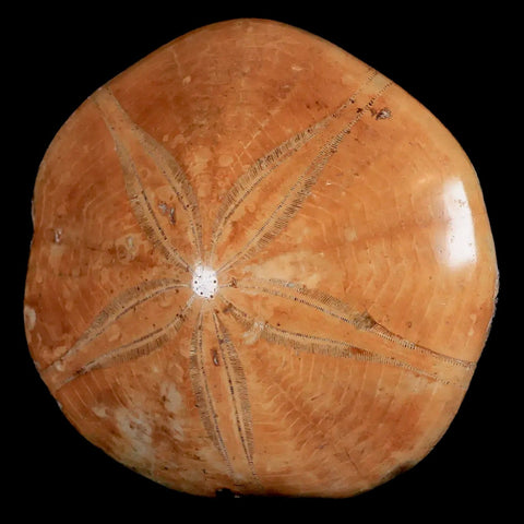XL 79MM Pygurus Marmonti Sea Urchin Fossil Sand Dollar Jurassic Age Madagascar - Fossil Age Minerals