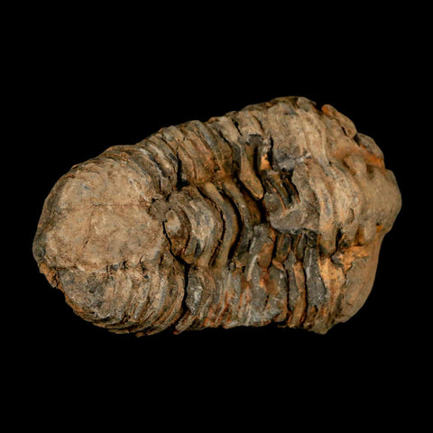 3.2" Flexicalymene Trilobite Fossil Ordovician Age Tazzarine Region Morocco COA - Fossil Age Minerals