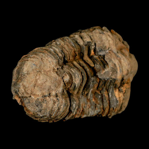 3.2" Flexicalymene Trilobite Fossil Ordovician Age Tazzarine Region Morocco COA - Fossil Age Minerals