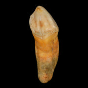 1.8" Extinct Cave Bear Ursus Spelaeus Incisor Tooth Rooted Pleistocene Age COA, Stand