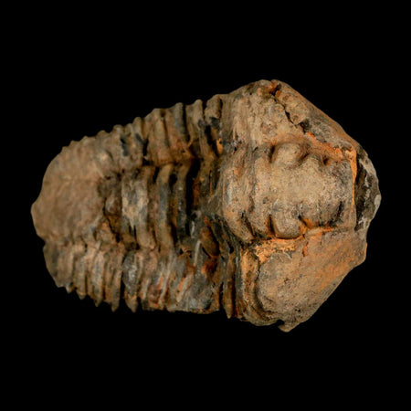 3.2" Flexicalymene Trilobite Fossil Ordovician Age Tazzarine Region Morocco COA