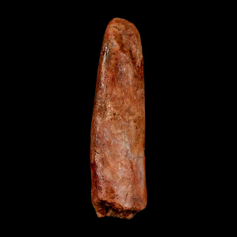 1.5" Rebbachisaurus Sauropod Fossil Tooth Early Cretaceous Dinosaur COA Display - Fossil Age Minerals