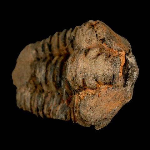 3.2" Flexicalymene Trilobite Fossil Ordovician Age Tazzarine Region Morocco COA - Fossil Age Minerals