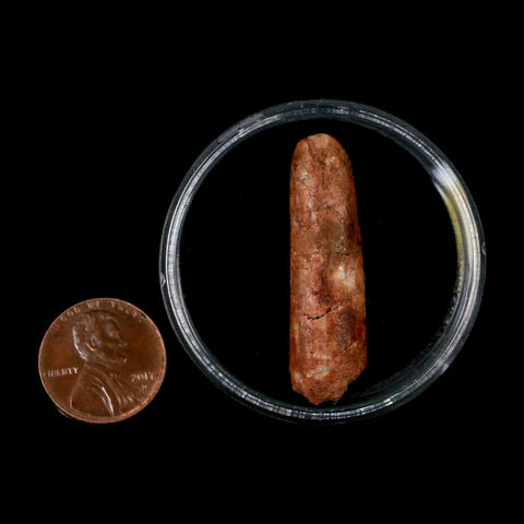 1.5" Rebbachisaurus Sauropod Fossil Tooth Early Cretaceous Dinosaur COA Display - Fossil Age Minerals