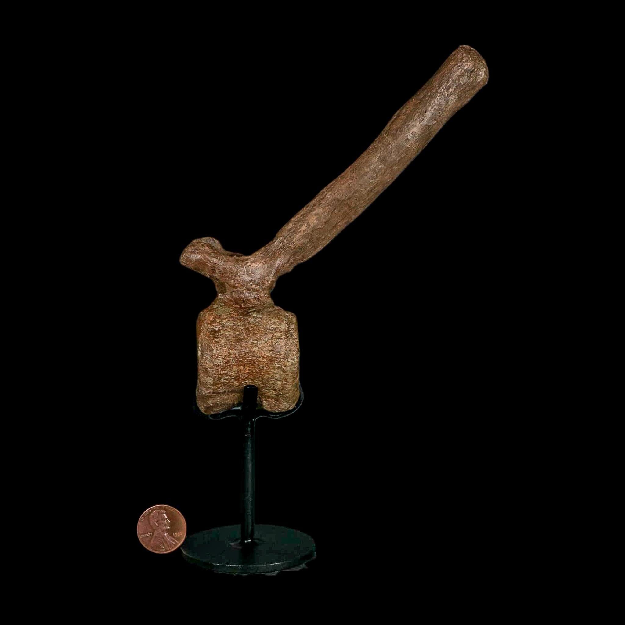 6.6" Edmontosaurus Fossil Vertebrae Hell Creek FM Cretaceous Dinosaur MT COA Stand - Fossil Age Minerals