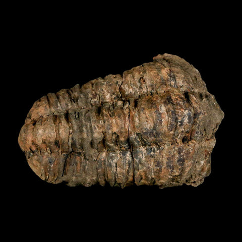 3.4" Flexicalymene Trilobite Fossil Ordovician Age Tazzarine Region Morocco COA - Fossil Age Minerals