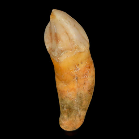 1.8" Extinct Cave Bear Ursus Spelaeus Incisor Tooth Rooted Pleistocene Age COA, Stand