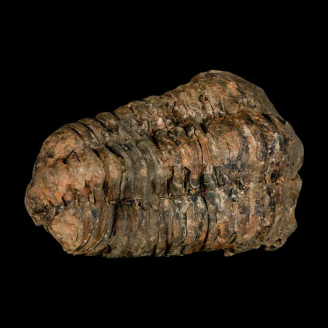 3.4" Flexicalymene Trilobite Fossil Ordovician Age Tazzarine Region Morocco COA - Fossil Age Minerals