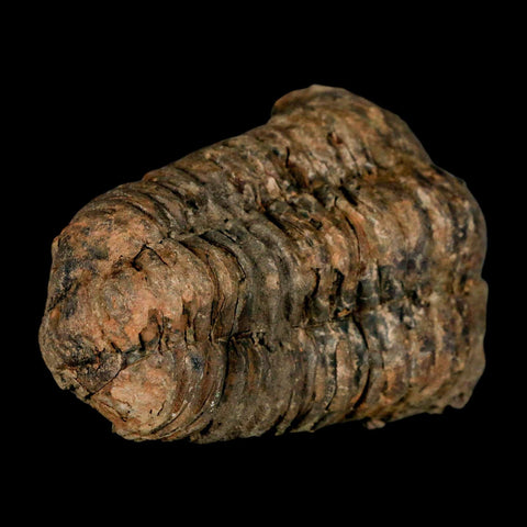 3.4" Flexicalymene Trilobite Fossil Ordovician Age Tazzarine Region Morocco COA - Fossil Age Minerals