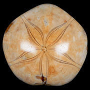 XL 82MM Pygurus Marmonti Sea Urchin Fossil Sand Dollar Jurassic Age Madagascar