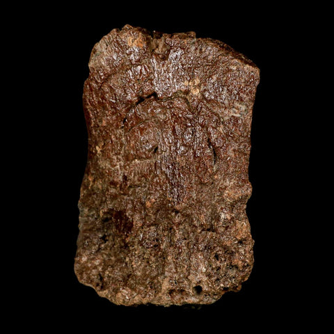 5.1" Ichthyosaurus Fossil Bone Section Dorset England Jurassic Marine Reptile COA