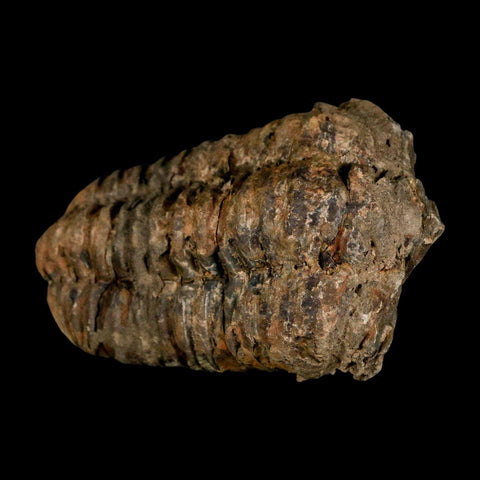 3.4" Flexicalymene Trilobite Fossil Ordovician Age Tazzarine Region Morocco COA - Fossil Age Minerals