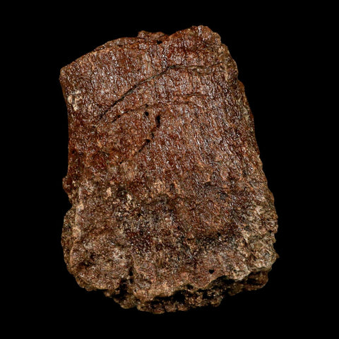 5.1" Ichthyosaurus Fossil Bone Section Dorset England Jurassic Marine Reptile COA