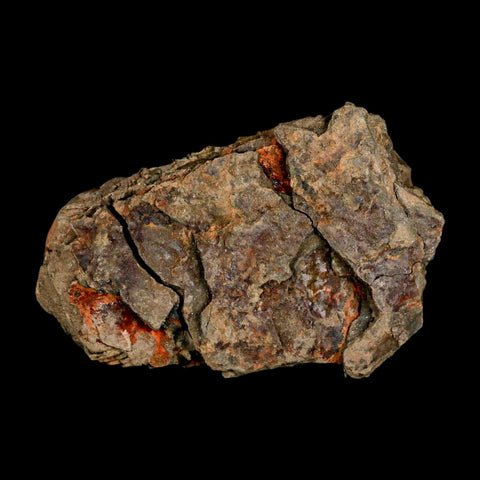 3.4" Flexicalymene Trilobite Fossil Ordovician Age Tazzarine Region Morocco COA - Fossil Age Minerals