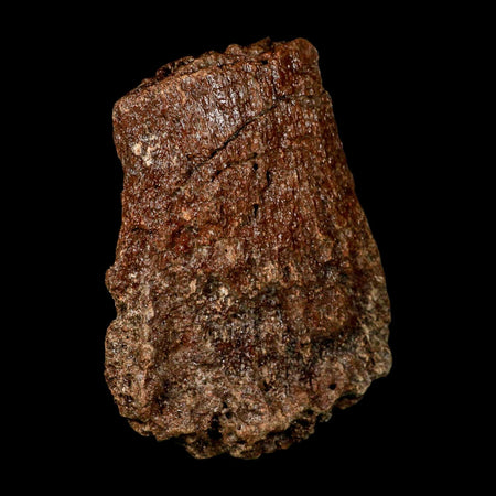 5.1" Ichthyosaurus Fossil Bone Section Dorset England Jurassic Marine Reptile COA