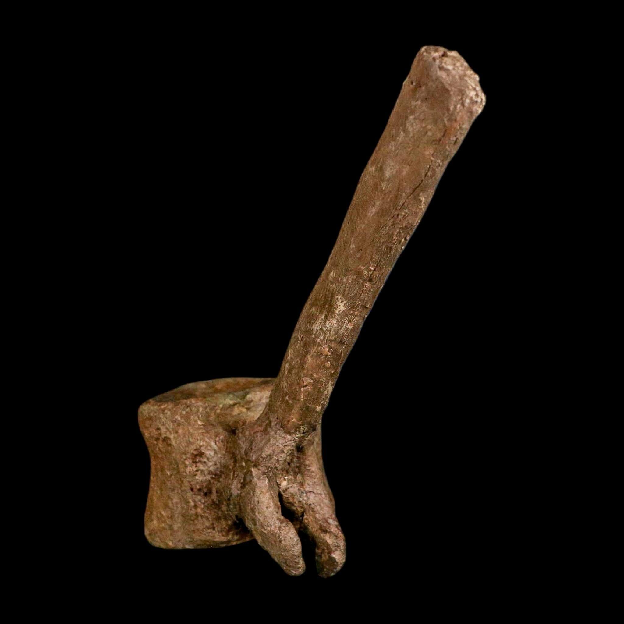 6.6" Edmontosaurus Fossil Vertebrae Hell Creek FM Cretaceous Dinosaur MT COA Stand - Fossil Age Minerals