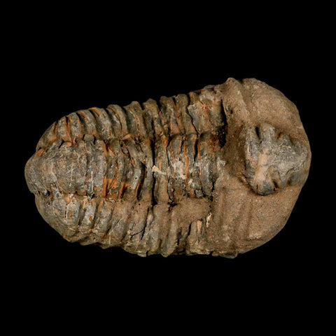 3.1" Flexicalymene Trilobite Fossil Ordovician Age Tazzarine Region Morocco COA - Fossil Age Minerals