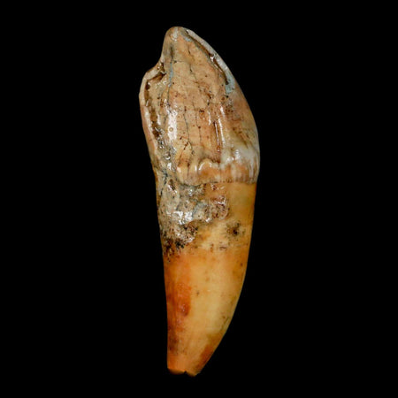 1.9" Extinct Cave Bear Ursus Spelaeus Incisor Tooth Rooted Pleistocene Age COA, Stand