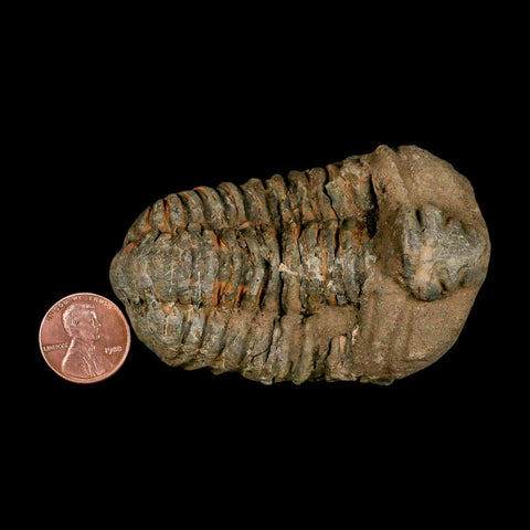 3.1" Flexicalymene Trilobite Fossil Ordovician Age Tazzarine Region Morocco COA - Fossil Age Minerals
