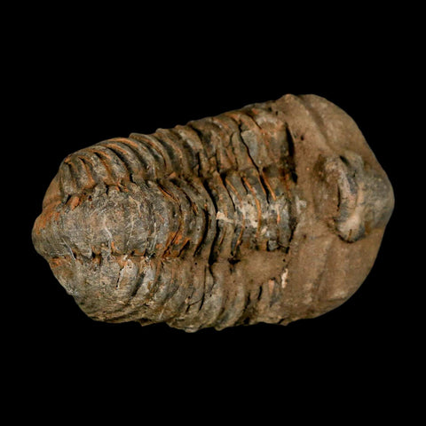 3.1" Flexicalymene Trilobite Fossil Ordovician Age Tazzarine Region Morocco COA - Fossil Age Minerals