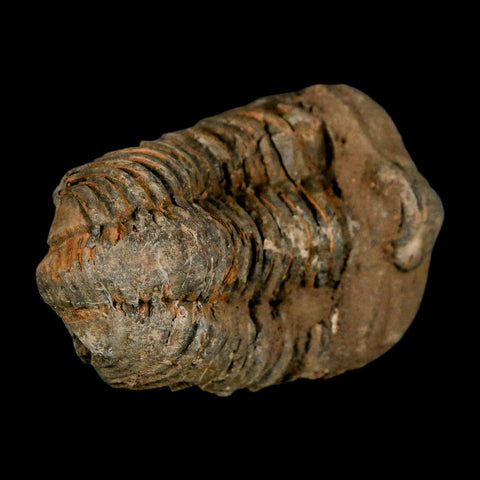 3.1" Flexicalymene Trilobite Fossil Ordovician Age Tazzarine Region Morocco COA - Fossil Age Minerals