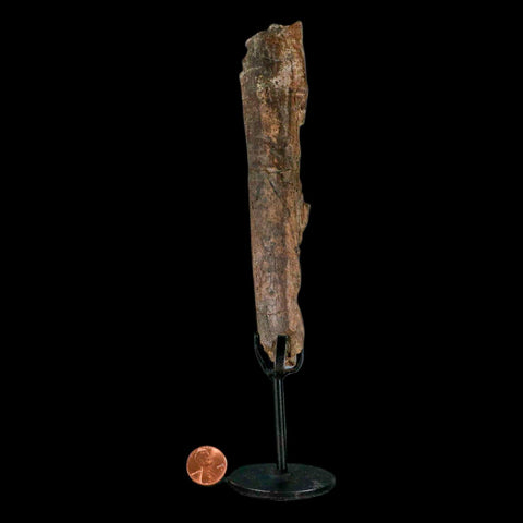 6.5" Pachycephalosaurus Fossil Rib Bite Mark Cretaceous Dinosaur Hell Creek MT COA - Fossil Age Minerals