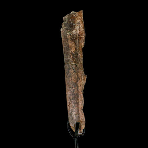 6.5" Pachycephalosaurus Fossil Rib Bite Mark Cretaceous Dinosaur Hell Creek MT COA - Fossil Age Minerals